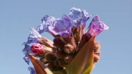 پس زمینه گل