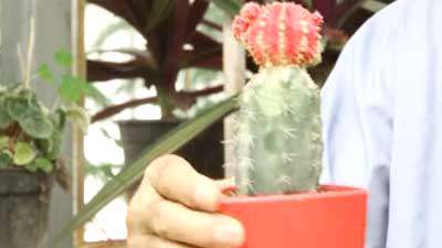 گیاه کاکتوس