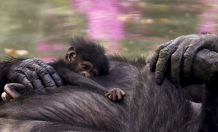 بچه شامپانزه