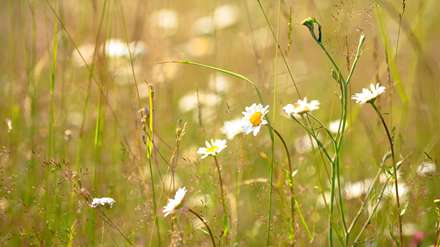 شاخه های گل