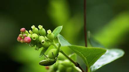 غنچه های نشکفته