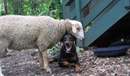 دوستی گوسفند و سگ