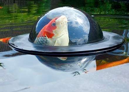 پنجره ای برای ماهی ها