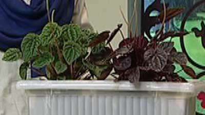 گیاه پپرومیا