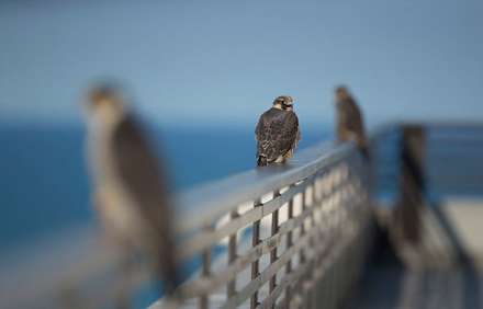 بازهای شکاری شیکاگو