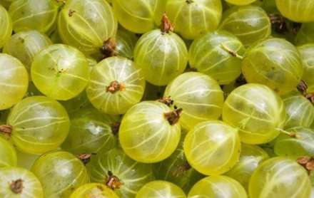 میوه ایی به نام انگور فرنگی