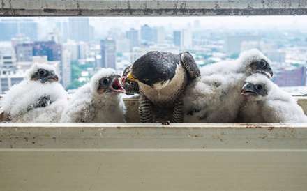 بازهای شکاری شیکاگو