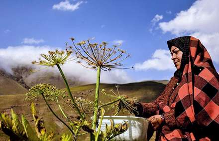 زندگی عشایری در منطقه ییلاقی زرد گله