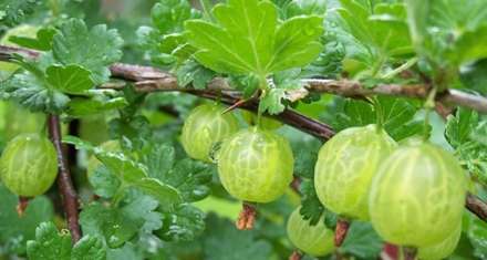 میوه ایی به نام انگور فرنگی