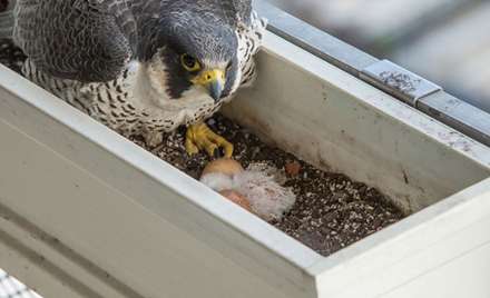 بازهای شکاری شیکاگو