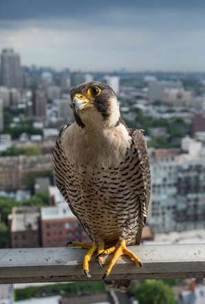 بازهای شکاری شیکاگو