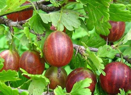 میوه ایی به نام انگور فرنگی