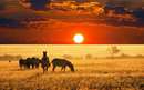 غروب خورشید در کنار گورخر ها در طبیعت وحشی آفریقا