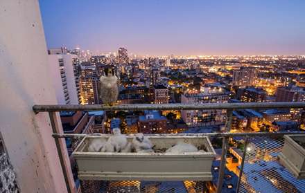 بازهای شکاری شیکاگو