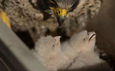 بازهای شکاری شیکاگو