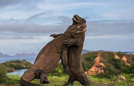 فینالیست های مسابقه عکاسی حیات وحش