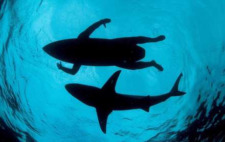 فینالیست های مسابقه عکاسی حیات وحش