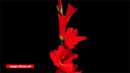 تصویرمتحرک تایم لپس لحظه زیبای شکفتن گل گلایل
