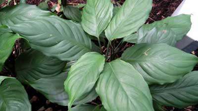 گیاه آگلونمای سبز