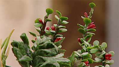 یک مدل کاکتوس خمیری