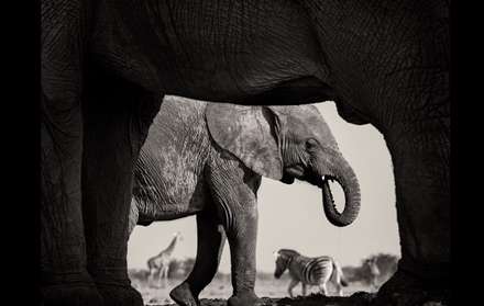 فینالیست های مسابقه عکاسی حیات وحش