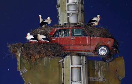 فینالیست های مسابقه عکاسی حیات وحش