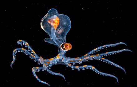 فینالیست های مسابقه عکاسی حیات وحش