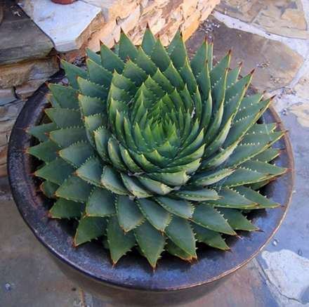 هندسه در دنیای گیاهان