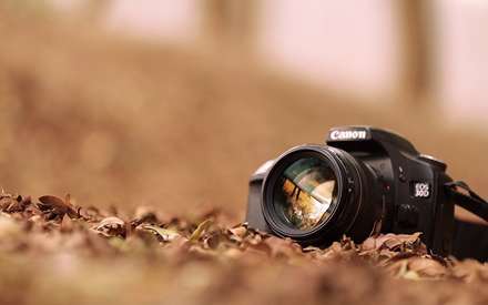 دوربین در بین برگ ها