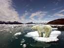 خرس قطبی در کنار یخ شناور