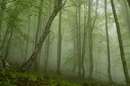 مه آلود جنگل سبز