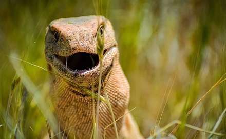 روز ملی حمایت از حیوانات