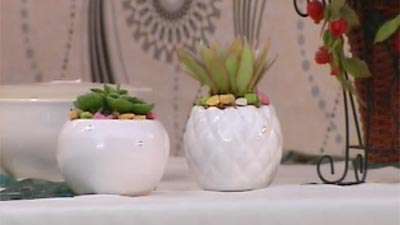 گل کاکتوس _ خانم هدایتی  (1)