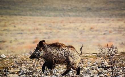 روز ملی حمایت از حیوانات