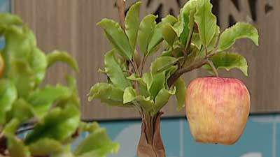 درخچه سیب (2)