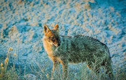 روز ملی حمایت از حیوانات