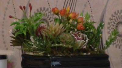 گل کاکتوس _ خانم هدایتی  (2)