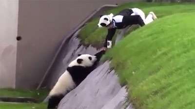 تلاش جالب پاندا برای بیرون آمدن از گودال