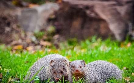 روز ملی حمایت از حیوانات