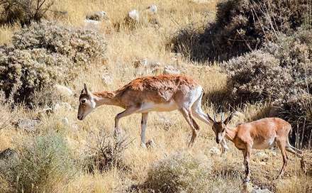 روز ملی حمایت از حیوانات