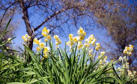شیراز/جشن گل نرگس در روستای جره