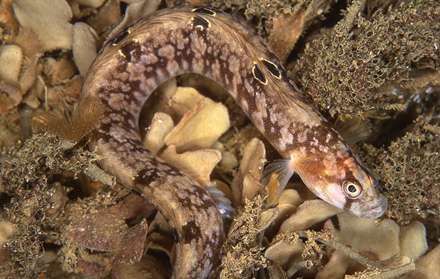 موجودات دریایی