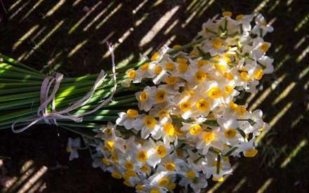 شیراز/جشن گل نرگس در روستای جره