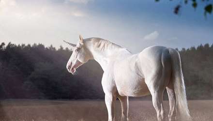 پرتره‌های زیبا از اسب