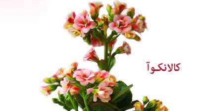 گیاه کالانکوا