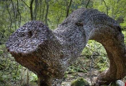 درخت آرزوها در انگلستان