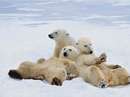 خرسهای قطبی زمستان برف