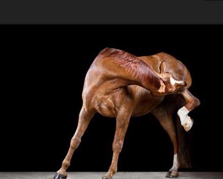 پرتره‌های زیبا از اسب