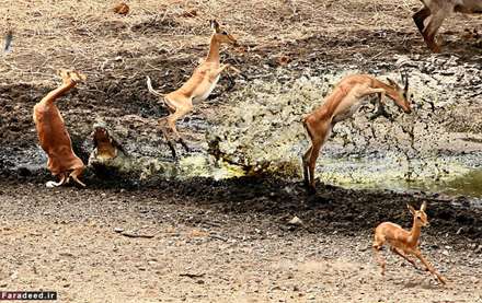 غفلت مرگبار آهوبچه در برابر کروکودیل‌ها