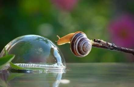 دنیای دیدنی حلزون ها